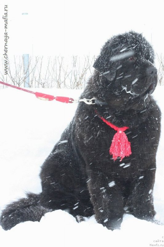 Фото: ньюфаундленд Черная Мафия Бекаусе И Ам Вортх Ит (Chernaya Mafia Because I Am Worth It)