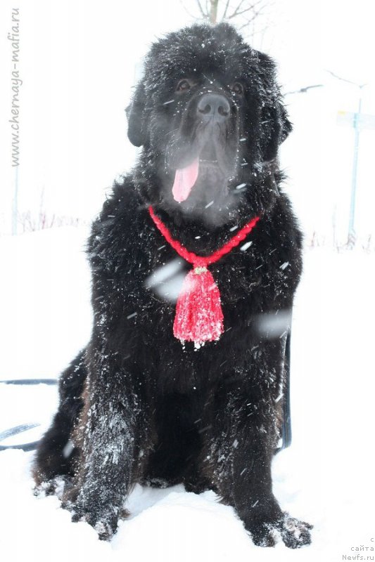 Фото: ньюфаундленд Черная Мафия Блуес Ин Тхе Нигхт (Chernaya Mafia Blues In The Night)