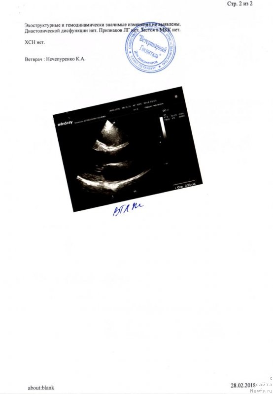 Фото: ньюфаундленд Черная Мафия Баск То Тхе Футуре (Chernaya Mafia Back To The Future)