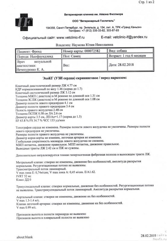 Фото: ньюфаундленд Черная Мафия Бе Коол (Chernaya Mafia Be Cool)