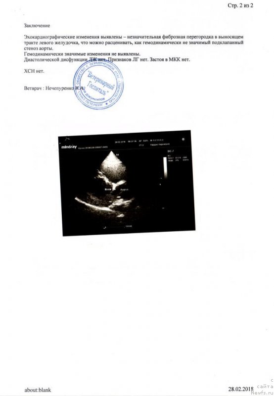 Фото: ньюфаундленд Черная Мафия Бе Коол (Chernaya Mafia Be Cool)