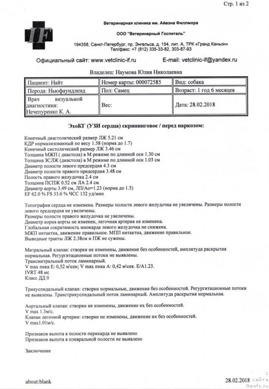 Фото: ньюфаундленд Черная Мафия Блуес Ин Тхе Нигхт (Chernaya Mafia Blues In The Night)