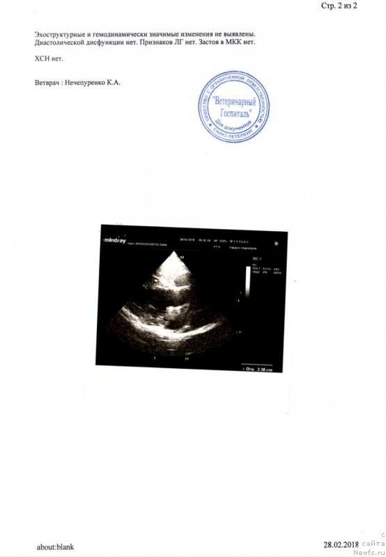 Фото: ньюфаундленд Черная Мафия Блуес Ин Тхе Нигхт (Chernaya Mafia Blues In The Night)