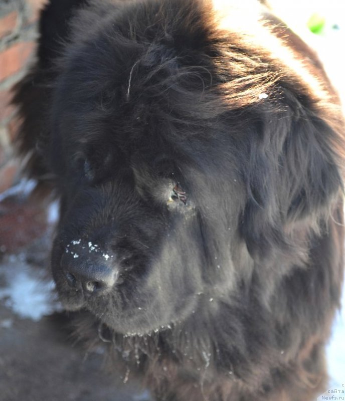 Фото: ньюфаундленд Черная Мафия Зоом Инто Ме (Chernaya Mafia Zoom Into Me)