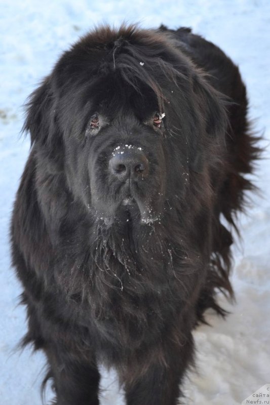 Фото: ньюфаундленд Черная Мафия Зоом Инто Ме (Chernaya Mafia Zoom Into Me)