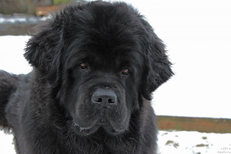 Фото: ньюфаундленд Черная Мафия Ангел Амонг Ус (Chernaya Mafia Аngel Among Us)