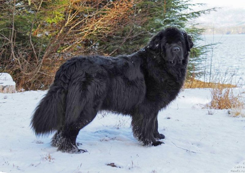 Фото: ньюфаундленд Черная Мафия Ангел Амонг Ус (Chernaya Mafia Аngel Among Us)