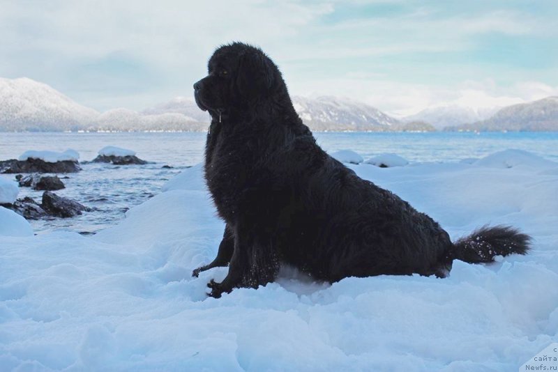 Фото: ньюфаундленд Черная Мафия Ангел Амонг Ус (Chernaya Mafia Аngel Among Us)
