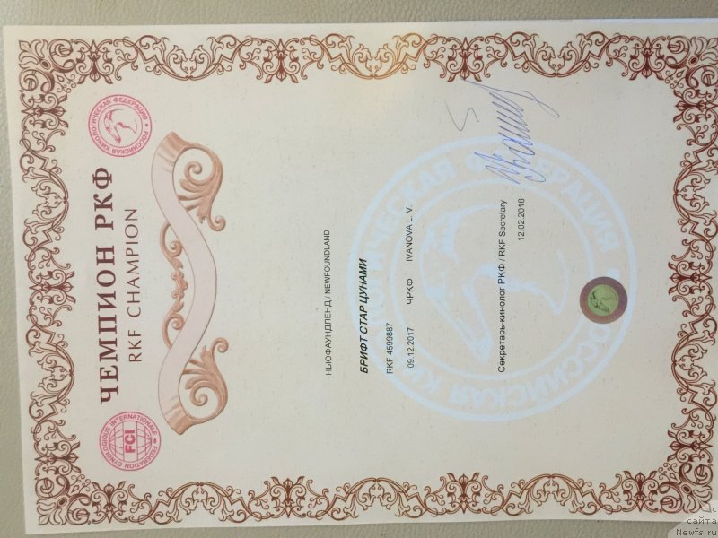 Фото: ньюфаундленд Брифт Стар Цунами