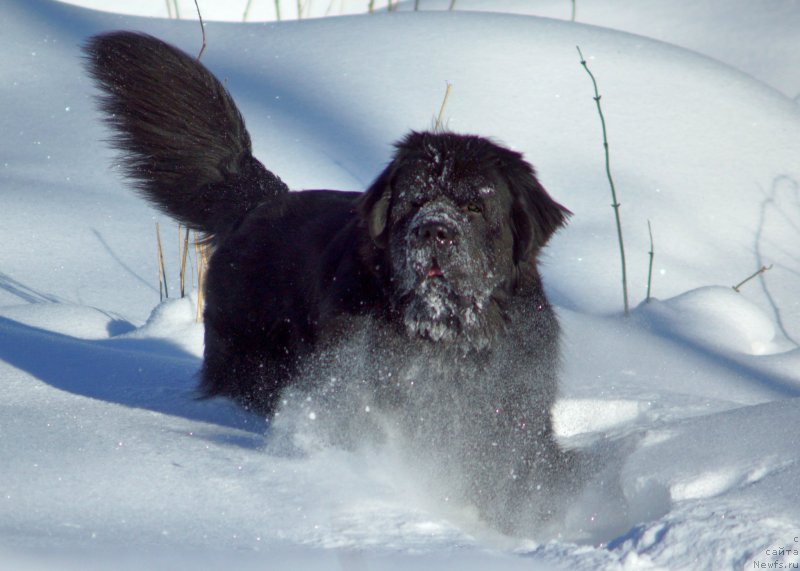 Фотография № 234129