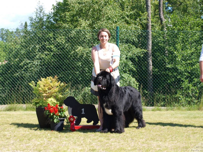 Фото: ньюфаундленд Бегущая по Волнам Чарт Топпер (Beguschaya po Volnam Сhart Topper)