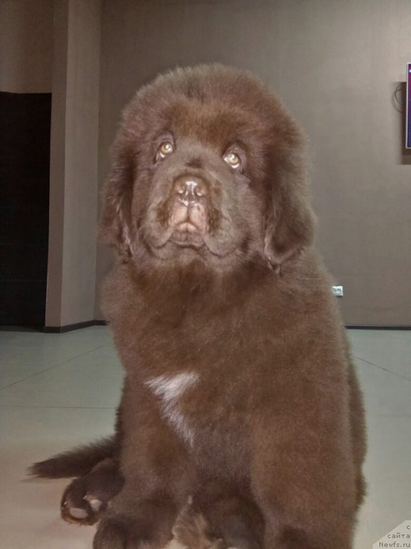 Фото: ньюфаундленд Супер Бизон Урбан Принцесс (Super Bizon Urban Princess)