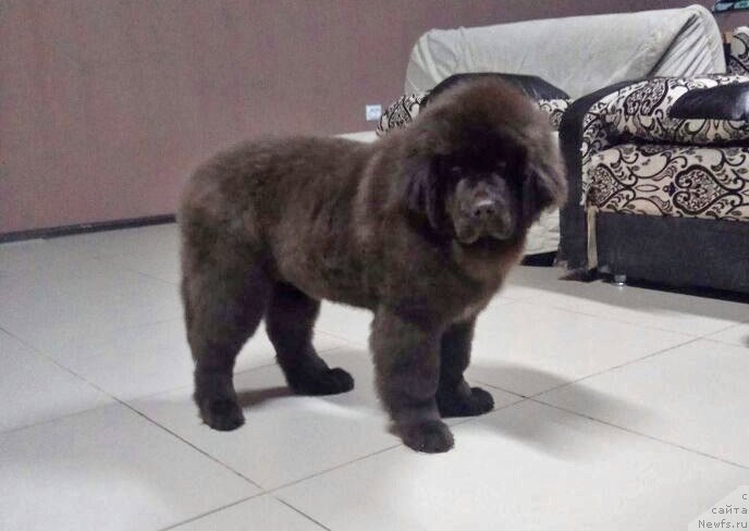 Фото: ньюфаундленд Супер Бизон Урбан Принцесс (Super Bizon Urban Princess)