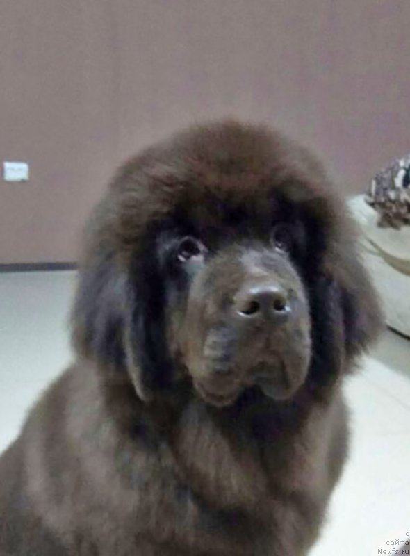 Фото: ньюфаундленд Супер Бизон Урбан Принцесс (Super Bizon Urban Princess)