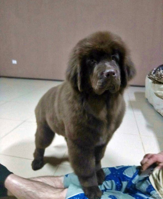 Фото: ньюфаундленд Супер Бизон Урбан Принцесс (Super Bizon Urban Princess)