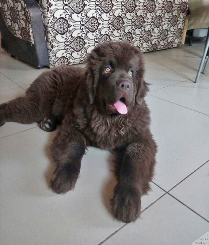 Фото: ньюфаундленд Супер Бизон Урбан Принцесс (Super Bizon Urban Princess)