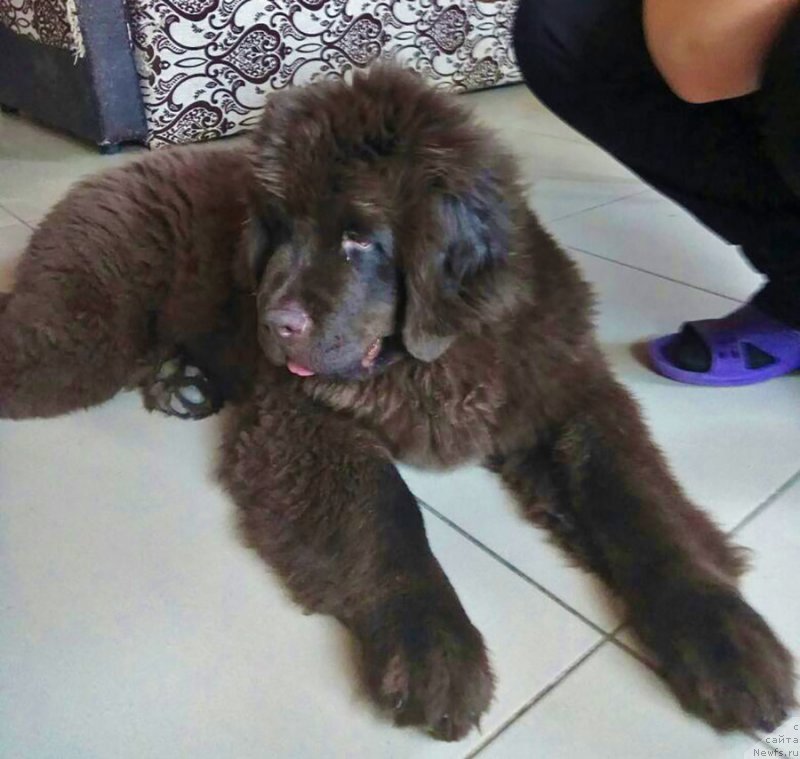 Фото: ньюфаундленд Супер Бизон Урбан Принцесс (Super Bizon Urban Princess)