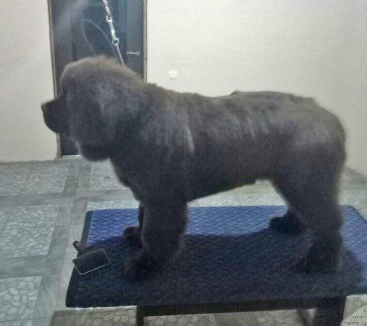 Фото: ньюфаундленд Супер Бизон Урбан Принцесс (Super Bizon Urban Princess)