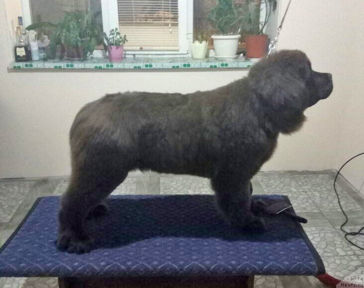 Фото: ньюфаундленд Супер Бизон Урбан Принцесс (Super Bizon Urban Princess)