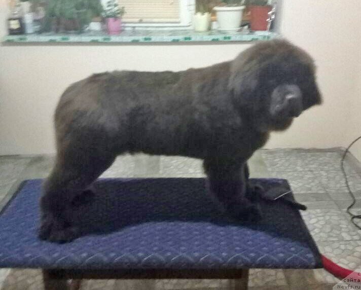 Фото: ньюфаундленд Супер Бизон Урбан Принцесс (Super Bizon Urban Princess)