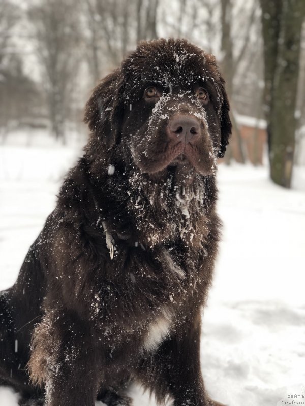 Фото: ньюфаундленд Браунблад МСК Ауди Рэд Лэсс (Brownblood MSK Audi Red Less)