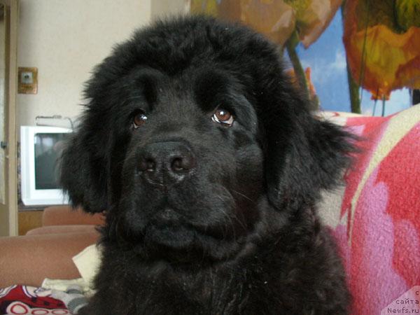 Фото: ньюфаундленд Плюшевая Панда Мона-Лиза