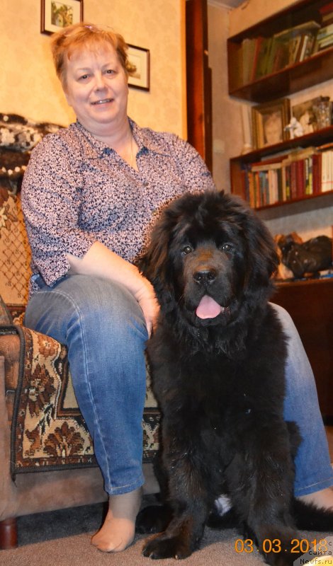 Фото: ньюфаундленд Черный Балу Мартин Иден