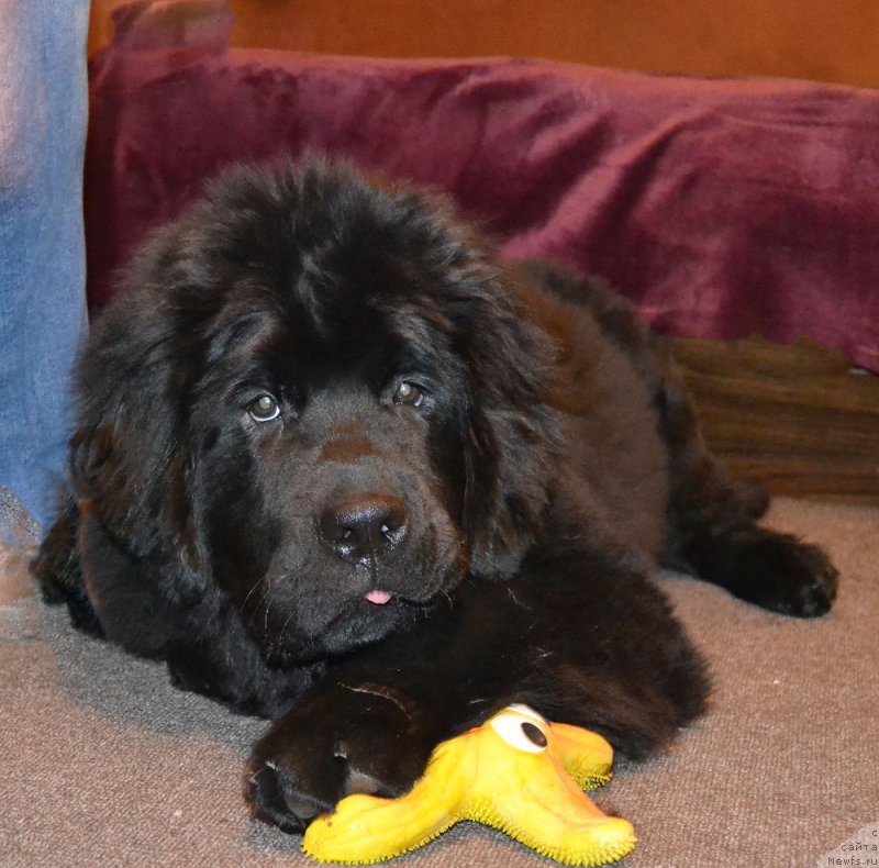 Фото: ньюфаундленд Черный Балу Мартин Иден