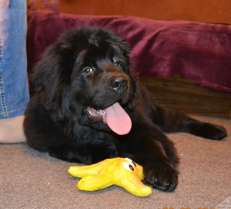 Фото: ньюфаундленд Черный Балу Мартин Иден