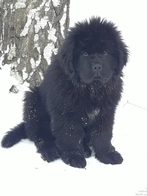 Фото: ньюфаундленд Уинстон Филберт Брайт Стоун оф Джой