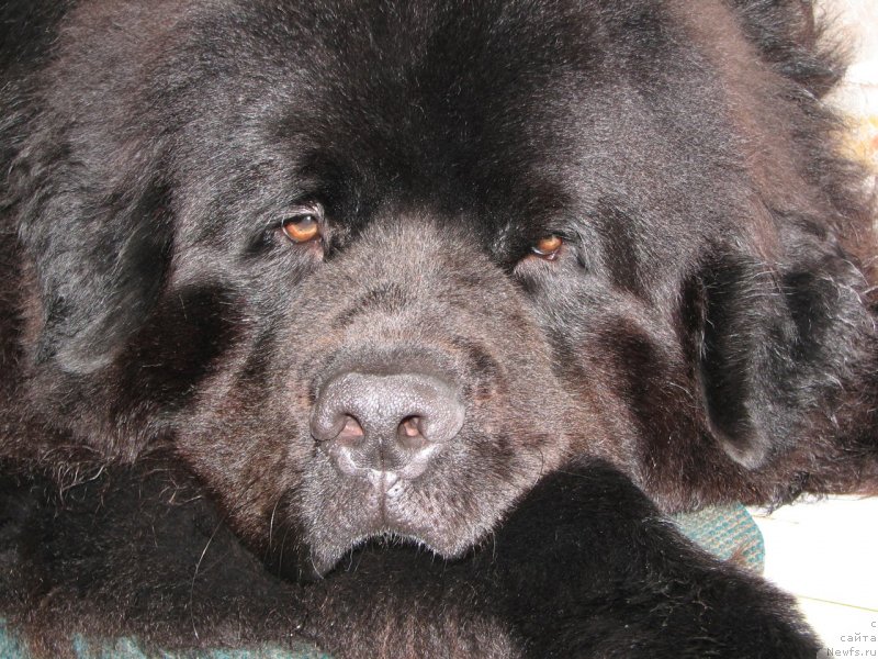 Фотография № 234155