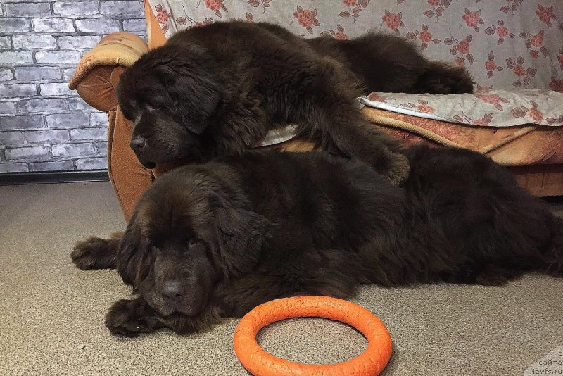 Фото: ньюфаундленд Наоми Таголири фор Браунблад (Naomi Tagoliri for Brouwnblood), ньюфаундленд Сверкающая Гора Машаме (Sverkayuzhaya Gora Mashame)