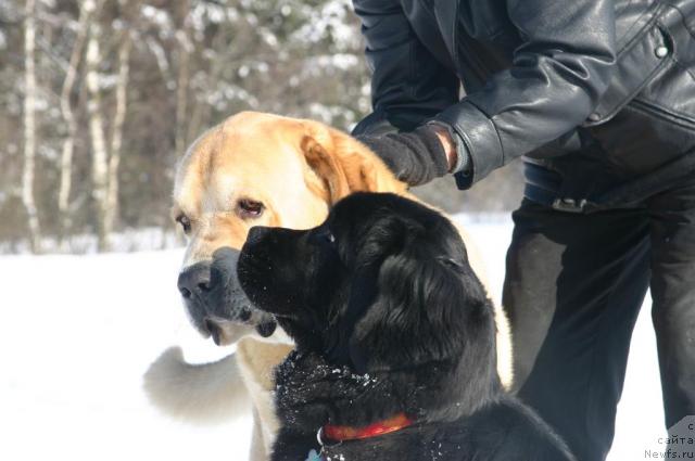 Фото: ньюфаундленд Сладкая Моя от Сибирского Медведя
