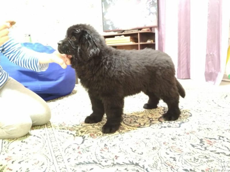 Фотография № 234162