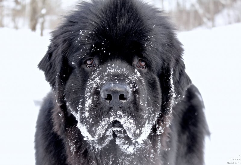 Фото: ньюфаундленд Браунблад MCК Лави Нэман (Brownblood MSK Lavy Neman)
