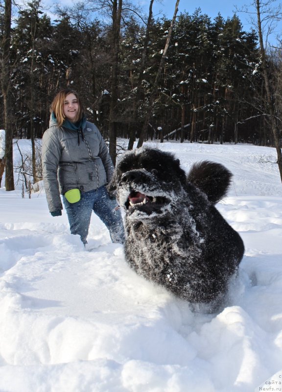 Фото: ньюфаундленд Браунблад MCК Лави Нэман (Brownblood MSK Lavy Neman)