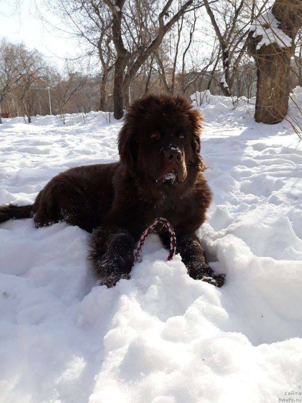 Фото: ньюфаундленд Супер Бизон Униша Фьюнчи
