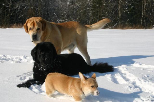 Фото: ньюфаундленд Сладкая Моя от Сибирского Медведя, Лиска, Шер