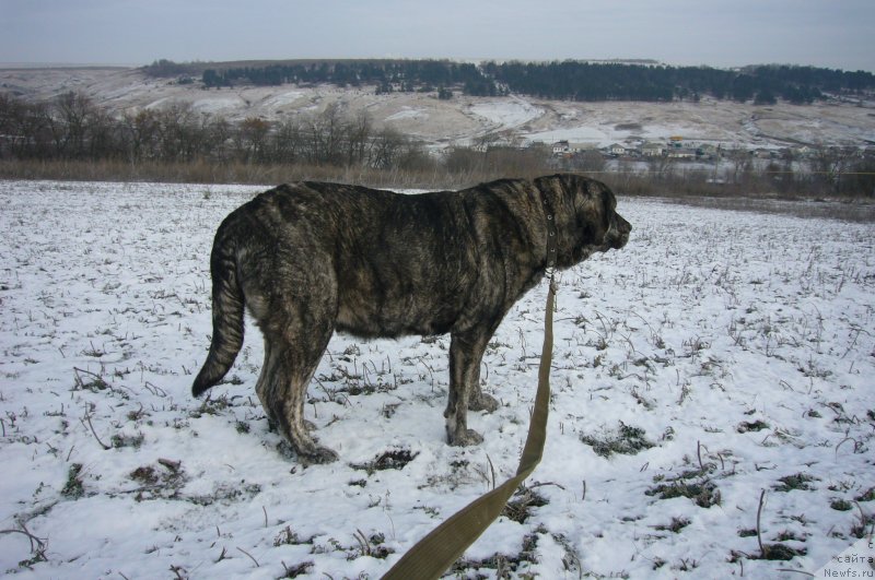 Фотография № 234185