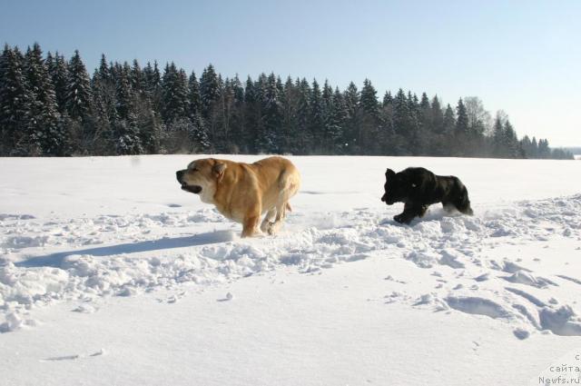 Фото: ньюфаундленд Сладкая Моя от Сибирского Медведя, Шер