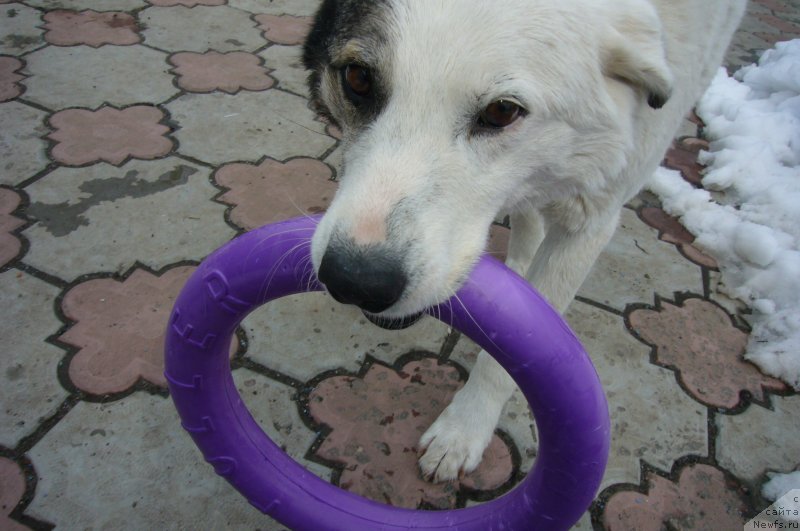 Фотография № 234198