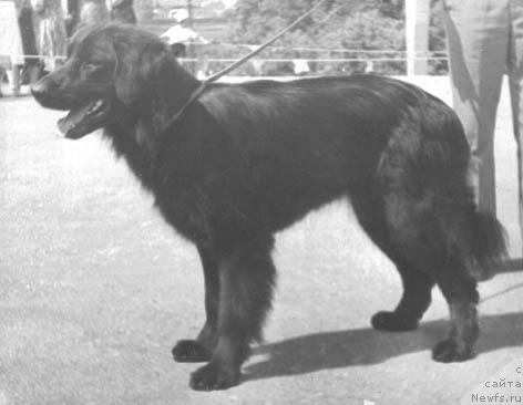 Фото: ньюфаундленд Рэми Лодж