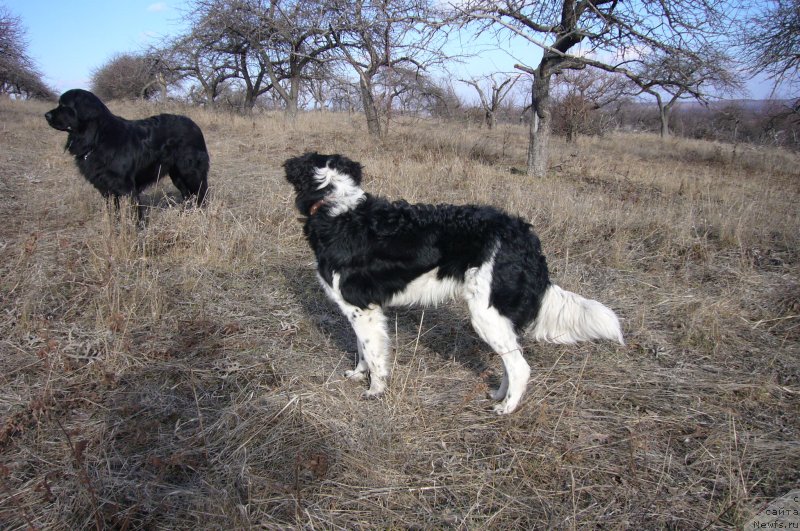 Фотография № 234203