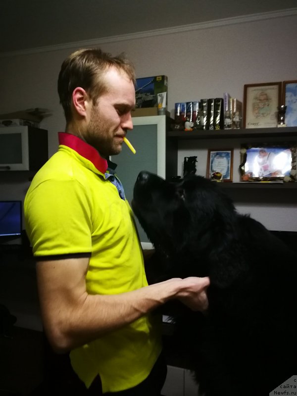 Фото: ньюфаундленд Черный Балу Лорд-Канцлер (Cherniy Balu Lord-Kantsler)