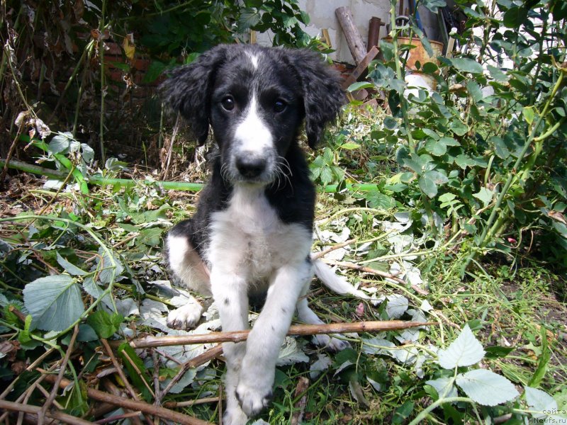 Фотография № 234212