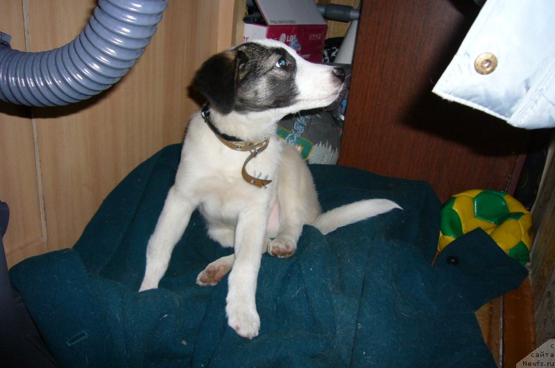 Фотография № 234215