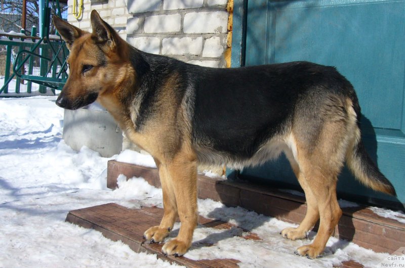 Фотография № 234217