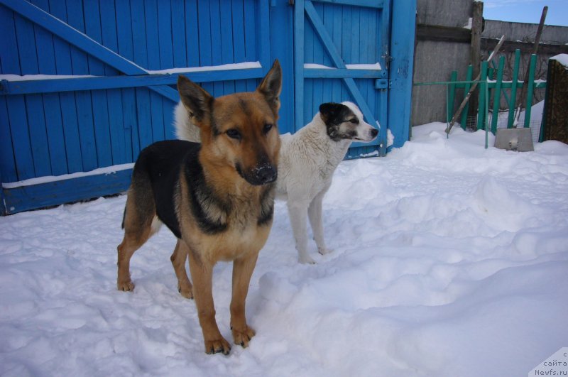 Фотография № 234218