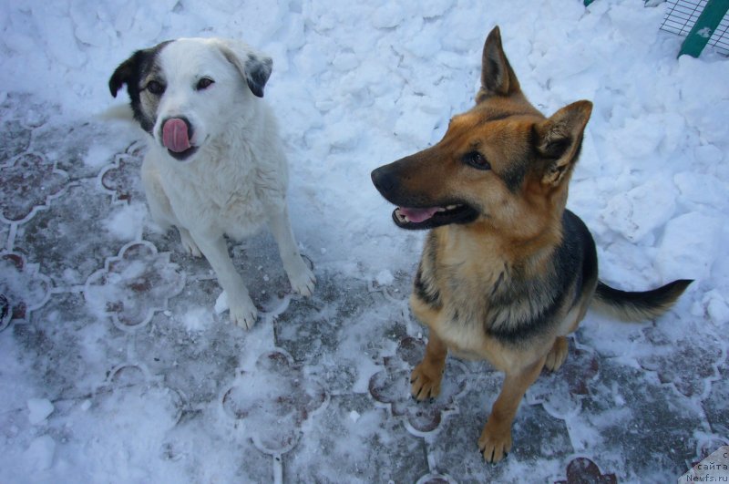 Фотография № 234220