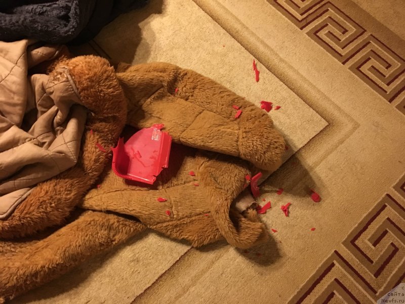 Фотография № 234226